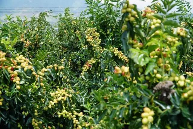 云南美食酸菜红豆猪脚,宾川县酸汤猪脚