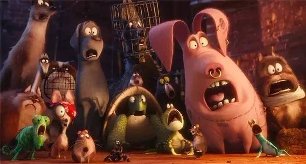 万万没想到！竟然被一群来搞笑的宠物暖哭了