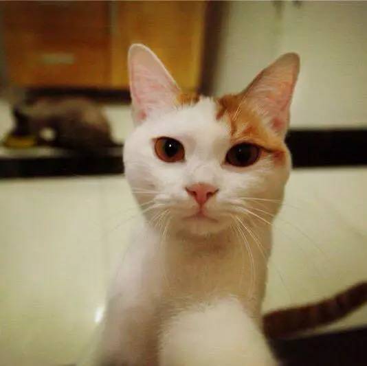 宠物大头照特效,宠物大头头像