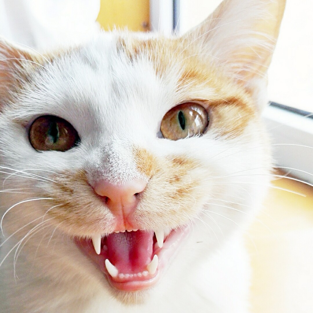 宠物大头照特效,宠物大头头像