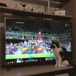 秦凯何姿16年成绩,秦凯何姿金牌榜