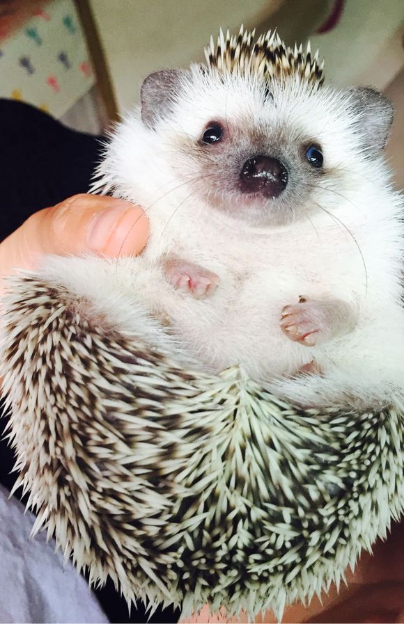 我家非洲迷你刺猬土豆的106天胖萌日记