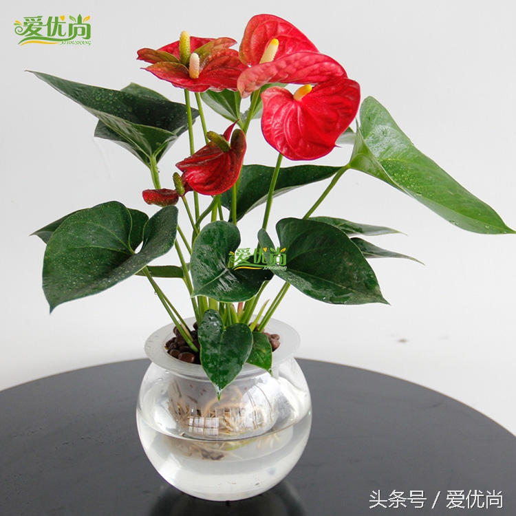 超实用水培植物怎么养,最适合懒人养的4种水培植物