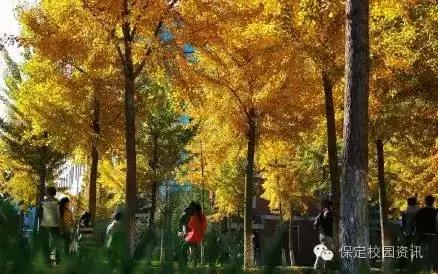 保定夏季“9所”最美大学校园