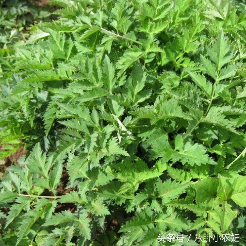 防虫植物和蔬菜,哪些植物可以和鱼共生