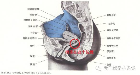 例假快结束可以下水游泳吗,例假来了游泳用棉条