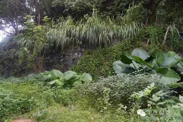 专家带你识草药,医生前往神秘的岛屿寻找治病方法