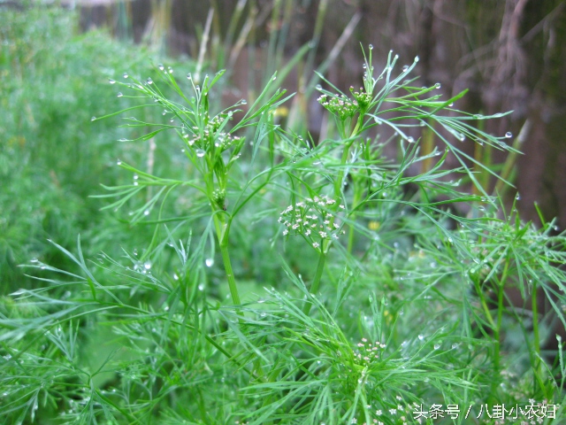 防虫植物和蔬菜,哪些植物可以和鱼共生