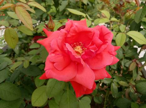 魅蓝e全新,魅蓝e产品怎么样