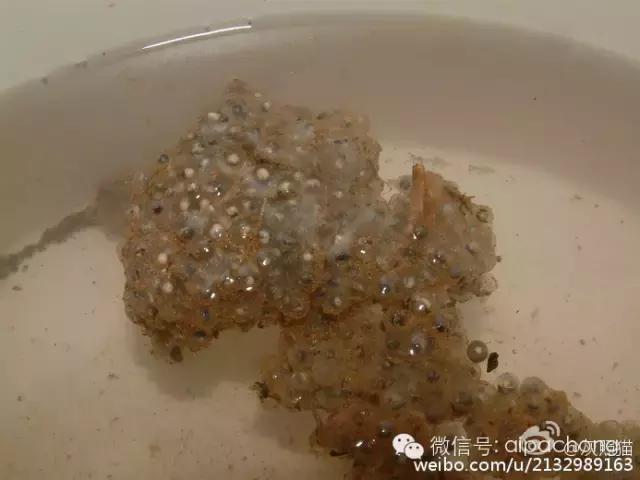 蝴蝶角蛙和霸王角蛙的区别,巴霸角蛙和霸王角蛙