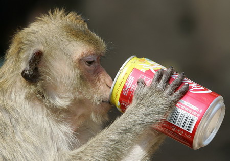 泰国猴子节图片大全,泰国猴子节起源