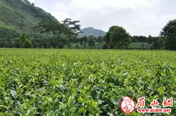 酒太烈泡点什么,酒太烈了加什么好