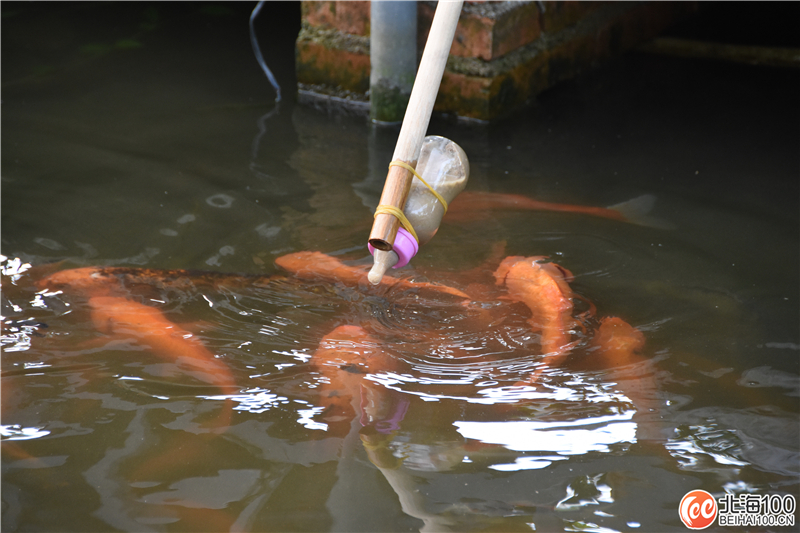 周末去哪儿玩？小编带你去合浦七里香茶庄园和石康镇“小村故事”