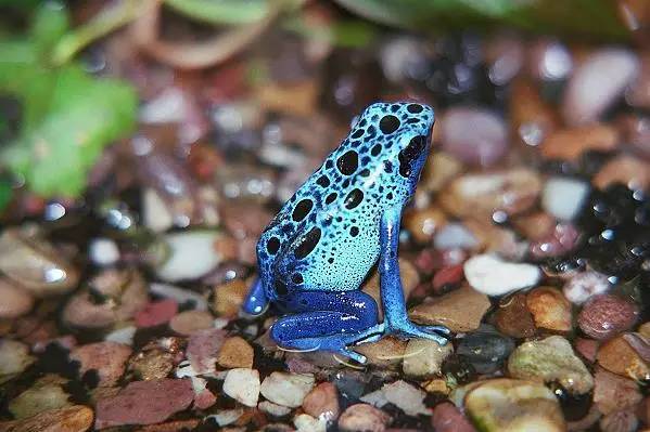 神马鬼|10万1只的奇葩昆虫宠物