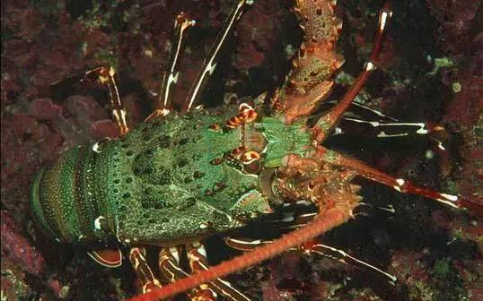 神马鬼|10万1只的奇葩昆虫宠物