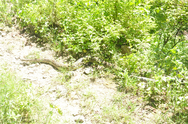 蟒蛇捕猎被干扰,蟒蛇躲在水里捕食猎物