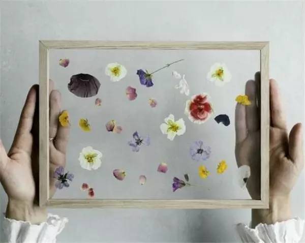 植物标本怎么装饰墙面 (植物标本室内装修挂件)
