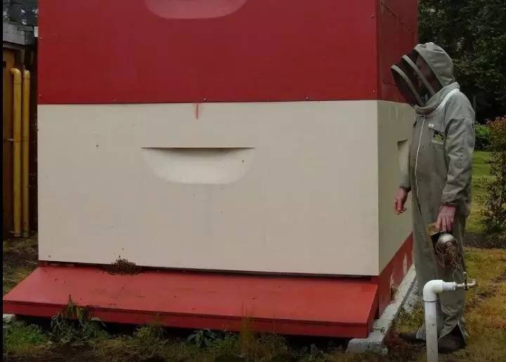 老中医蜂蜜系列,老中医生姜蜂蜜