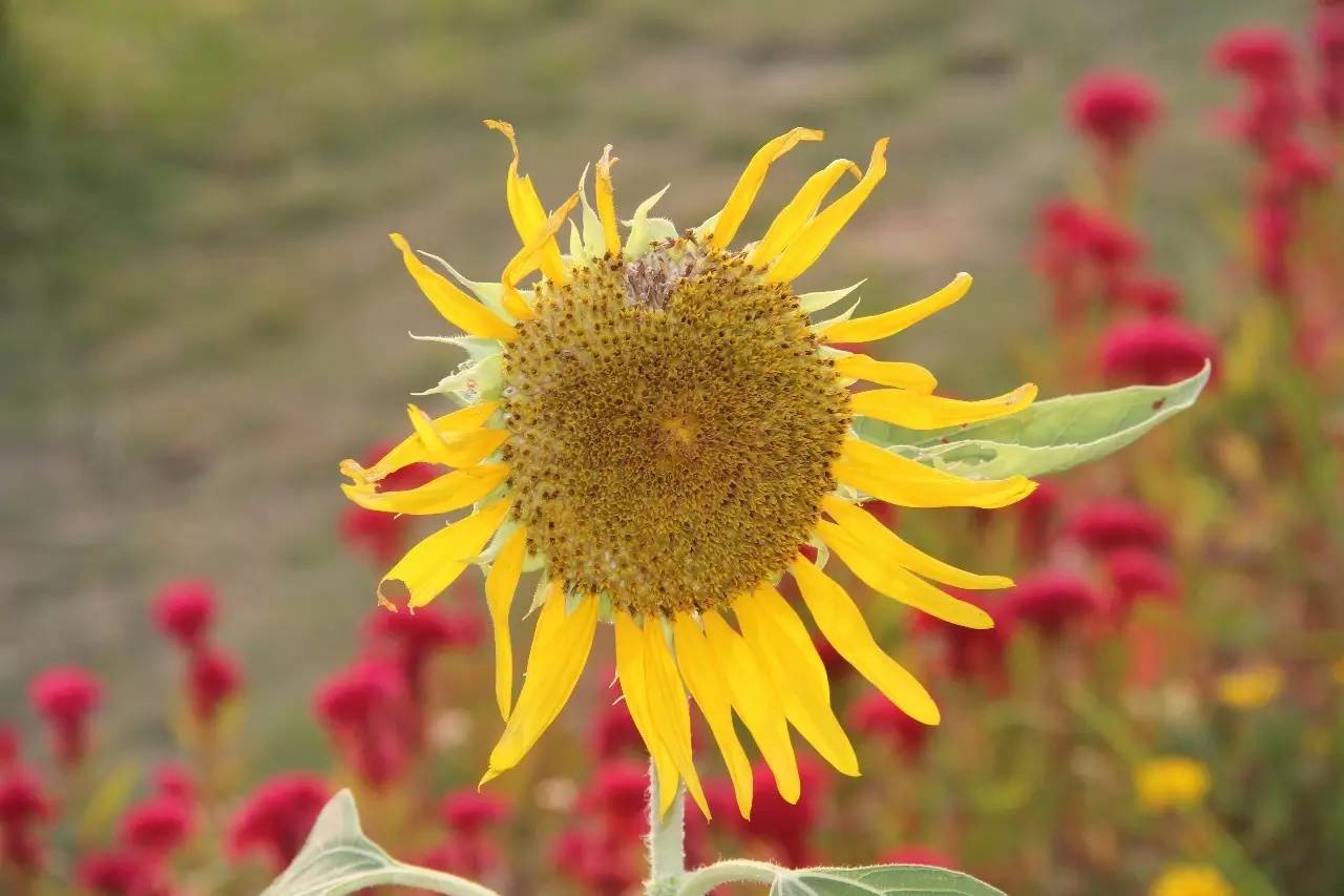 向日葵简短介绍,向日葵简短的知识