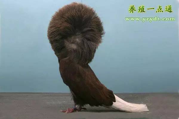 观赏鸽养殖赚钱吗,观赏鸽养殖市场前景分析