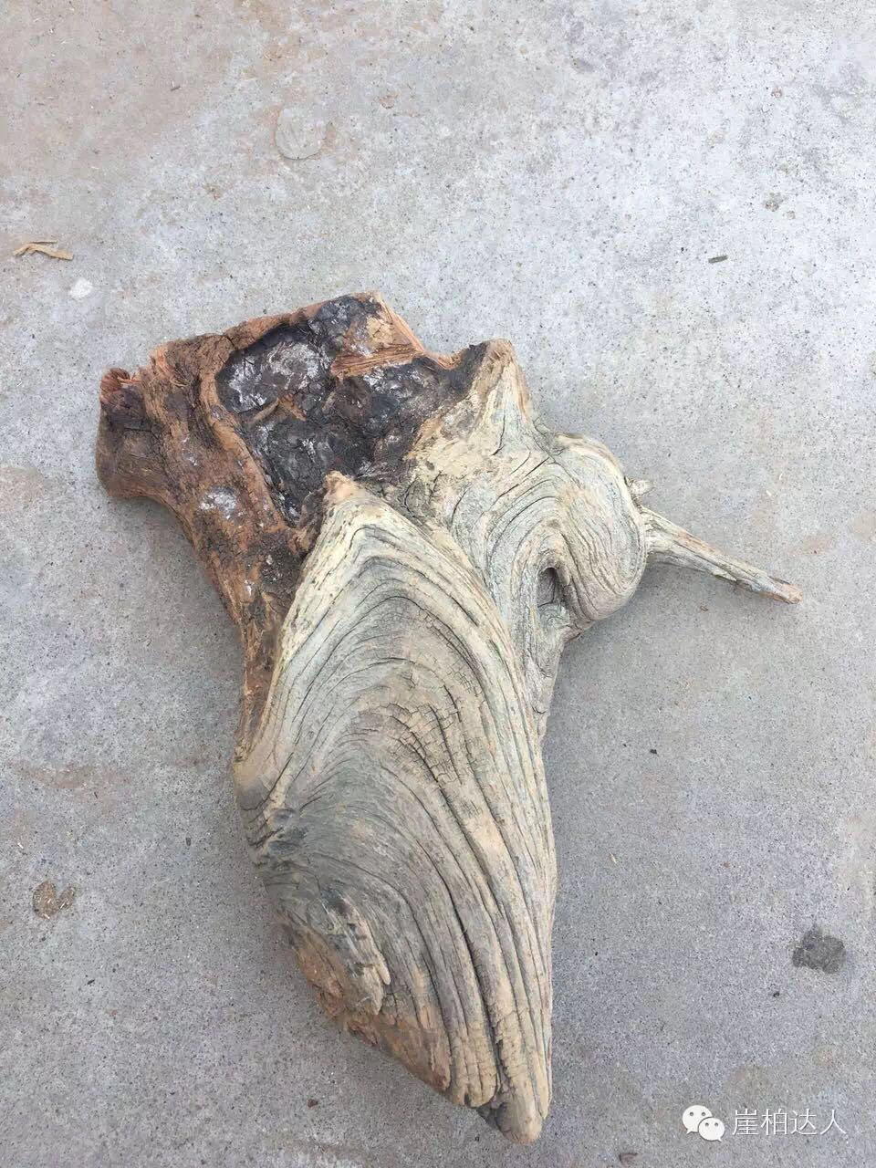 手把手教你打磨崖柏,崖柏玩皮怎么打磨