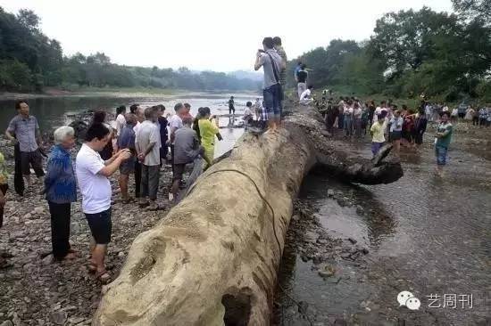 海南黄花梨金丝楠,金丝楠海南黄花梨