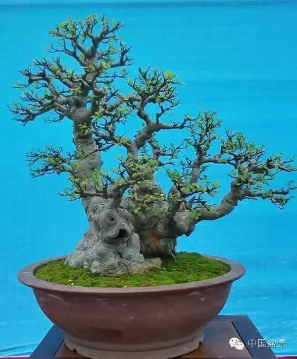 相识满天下知己有几人谁说的,相识满天下知己无一人出处