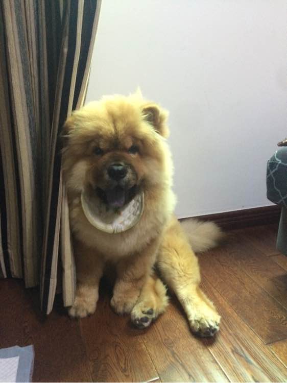 喝个酸奶都能踩空摔倒的笨狗，吃的比我都好！