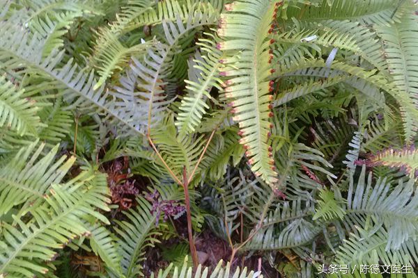 耳洞发炎有脓怎样安全让它长回去,耳洞发炎红肿化脓什么样子