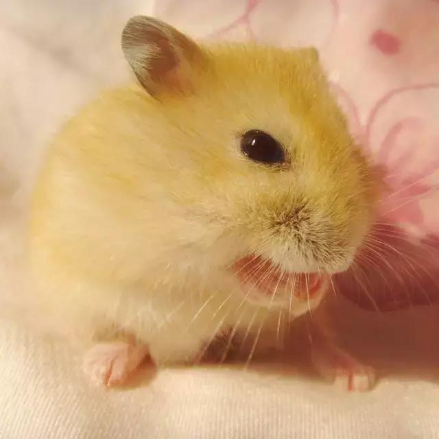 你不知道的仓鼠小秘密,适合学生党的小仓鼠