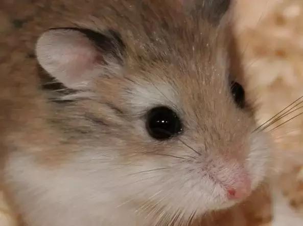 学生党仓鼠推荐,小仓鼠的小秘密