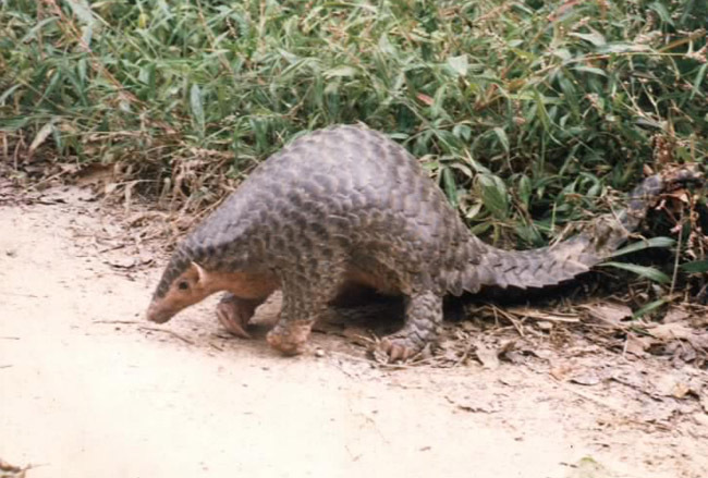 颈椎病关节疼痛特效药,颈椎病关节痛中医能调理吗