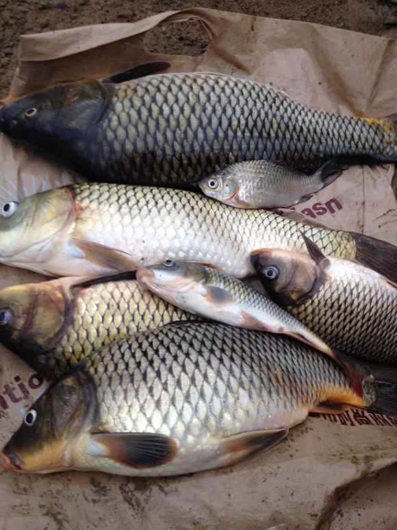 带小伙伴们去水库钓鱼,带大家一起去钓鱼