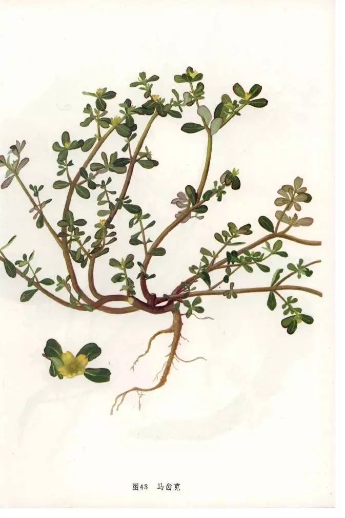 马齿苋的食用方法以及做法,马齿苋的食用方法