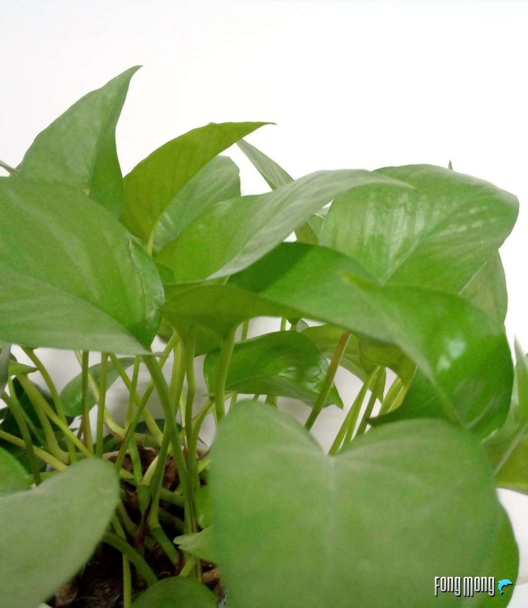 仅1799元8gb运存,1099元运存手机