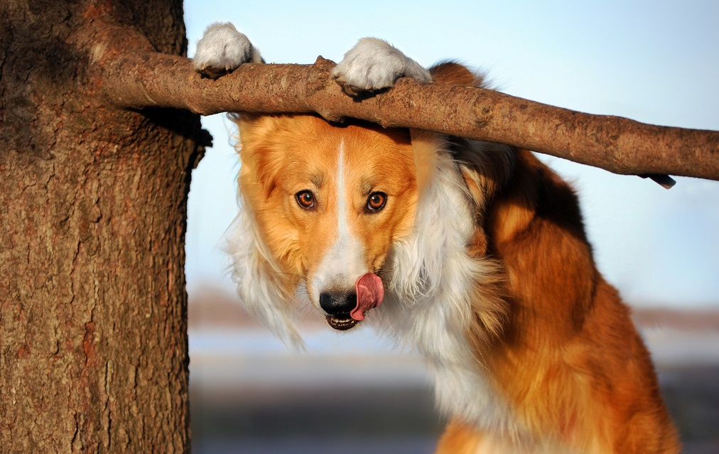 狗狗毛色变浅怎么办,狗狗毛色变淡能恢复吗