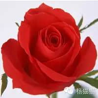 玫瑰花花语11朵代表什么,玫瑰花花语功效