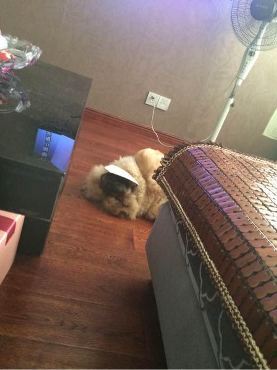 喝个酸奶都能踩空摔倒的笨狗，吃的比我都好！