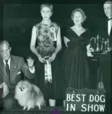 博美犬傲娇,公开课小狐狸请客