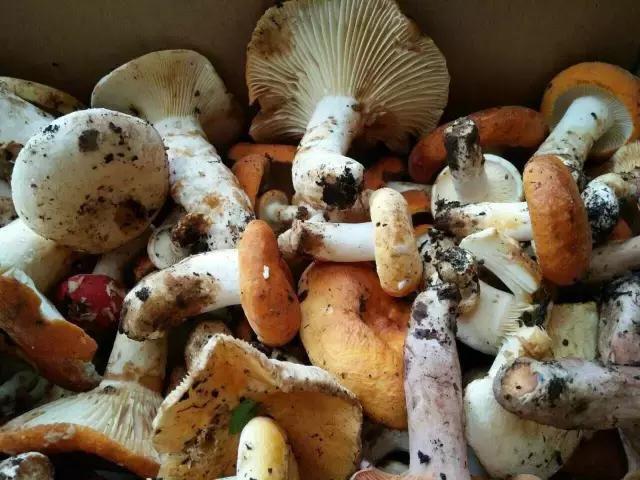 那一场刻骨铭心的毒菌风波