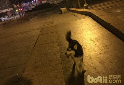 泰迪狗被二哈咬死,养了一条二哈