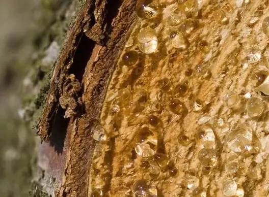 琥珀蜜蜡介绍三分钟,了解最全的蜜蜡知识