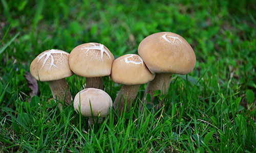 纯天然蘑菇来自大自然的馈赠,大山的馈赠纯天然野生蘑菇