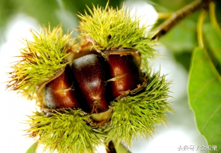 板栗代收代发,板栗宣传语经典语录