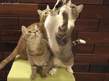 有些猫表面优雅端庄,有些猫表面上看起来光鲜亮丽