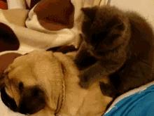 云阳人是什么,云阳人特点