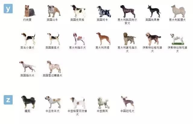 狗狗品种大全视频,狗狗品种大全萨摩耶