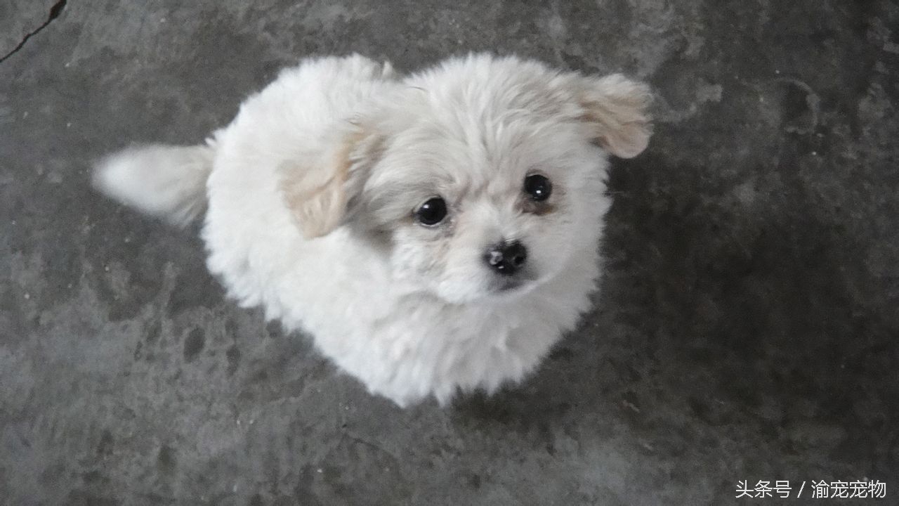 科普——犬猫绝育那些事(一)