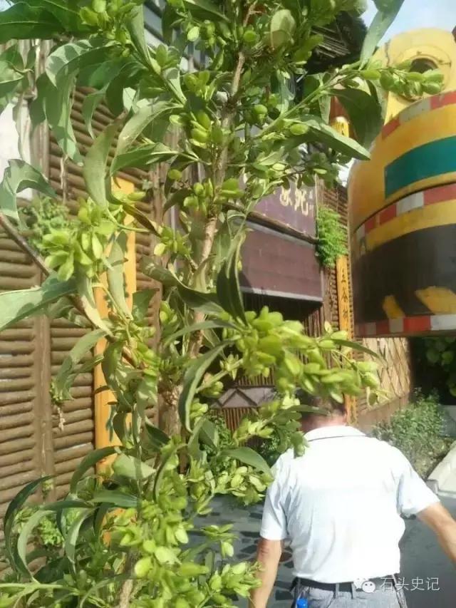 郑和下西洋带回祥瑞麒麟,郑和下西洋带回的植物