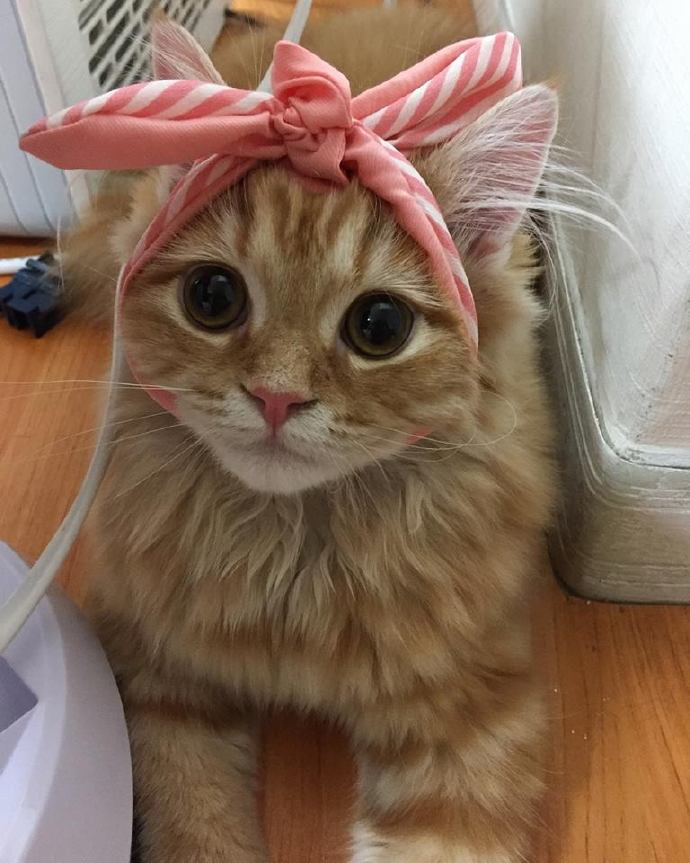 猫咪头上带了个粉色蝴蝶结表情包,狗狗控萌图视频